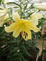 [4146 Serano No02.JPG]